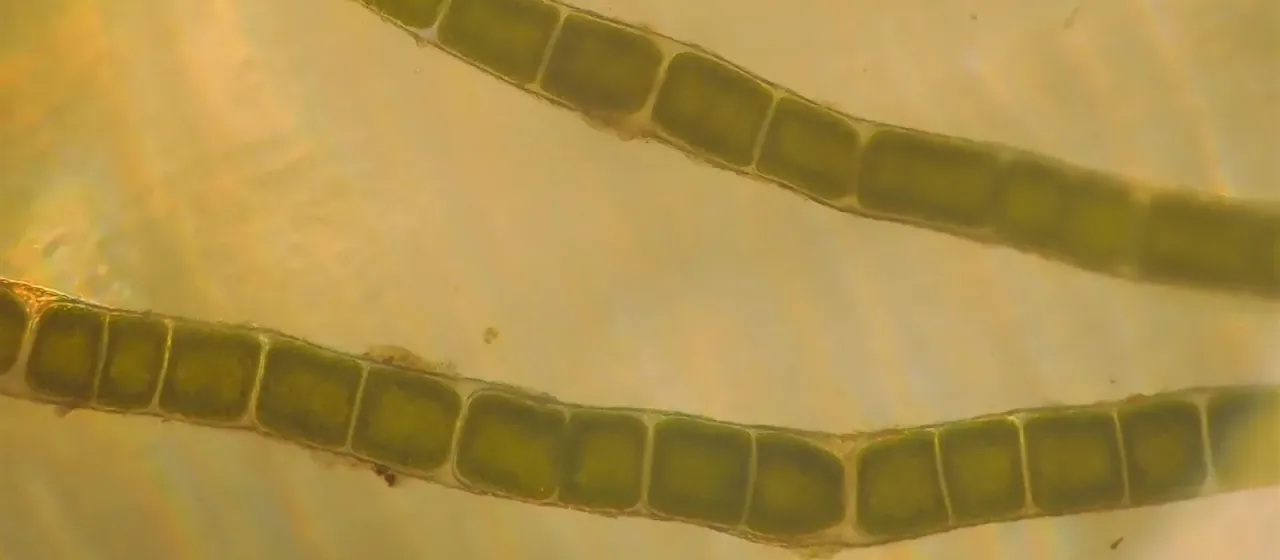 Chaetomorpha linum