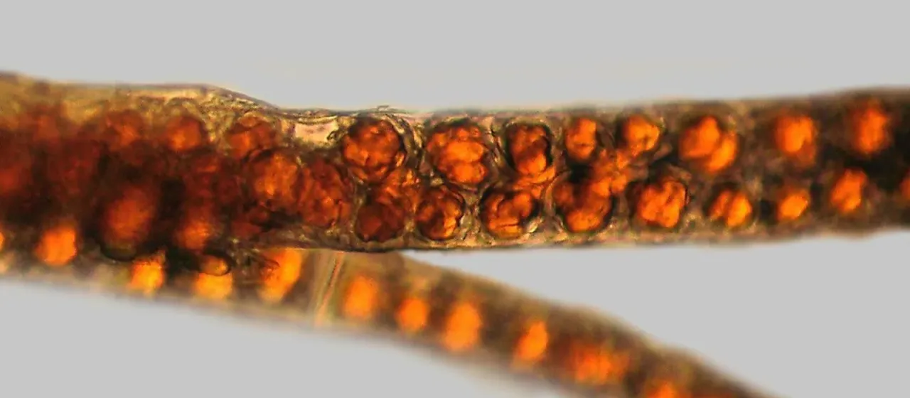 Sphaeroplea soleirolii