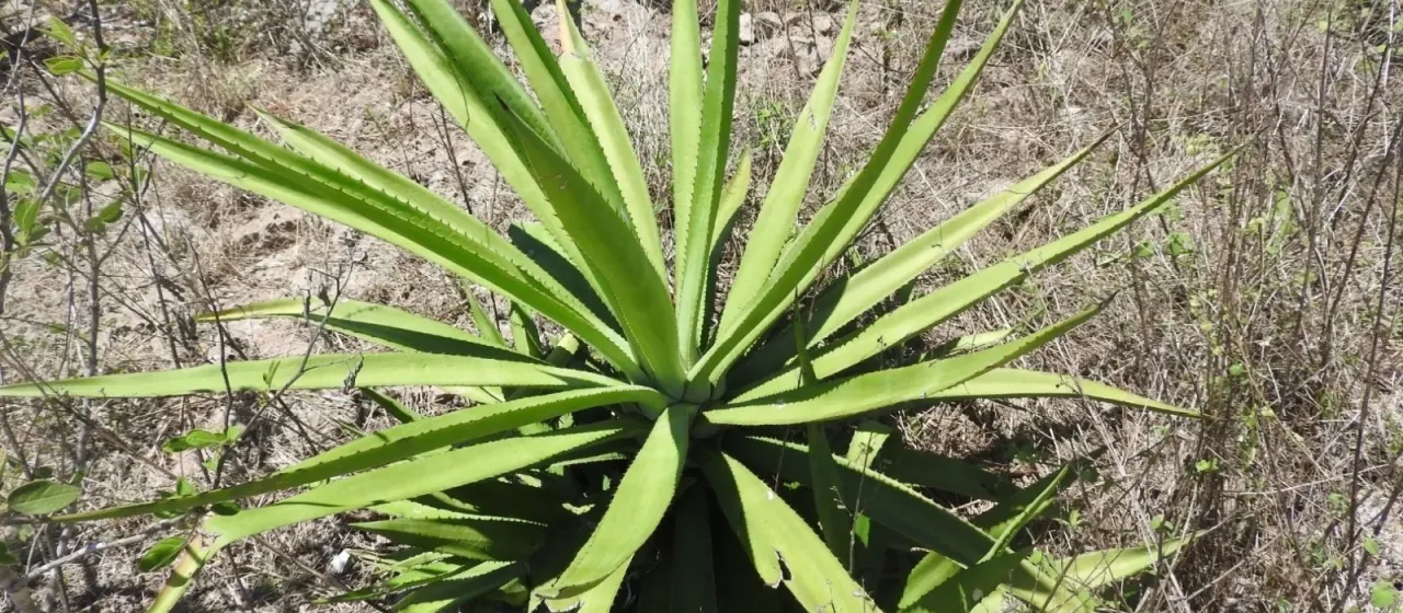 Agave cantula