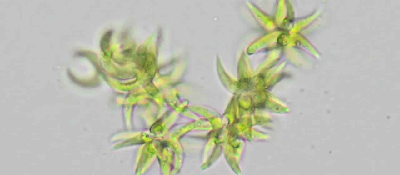 Selenastrum gracile