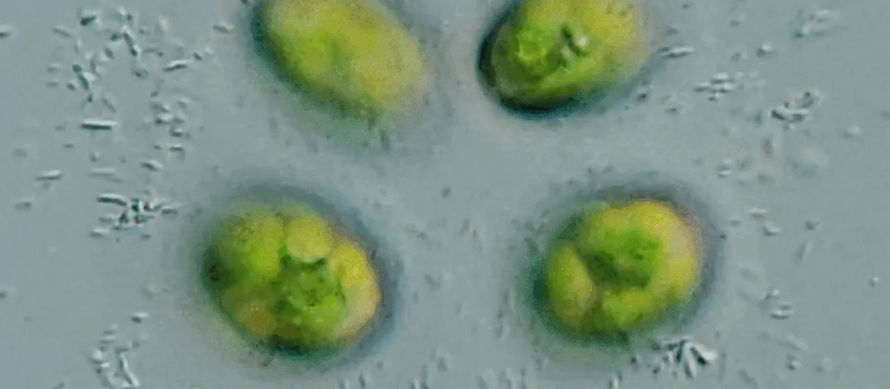 Oocystis lacustris