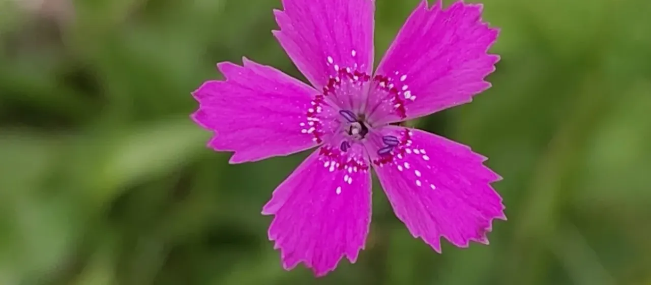 Maiden pink
