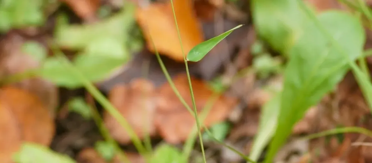 Japanese stiltgrass