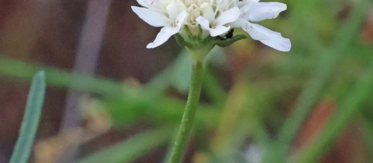 Pycnocomon rutifolium