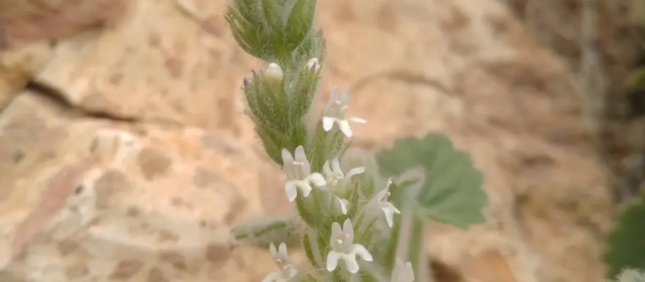 Lafuentea rotundifolia