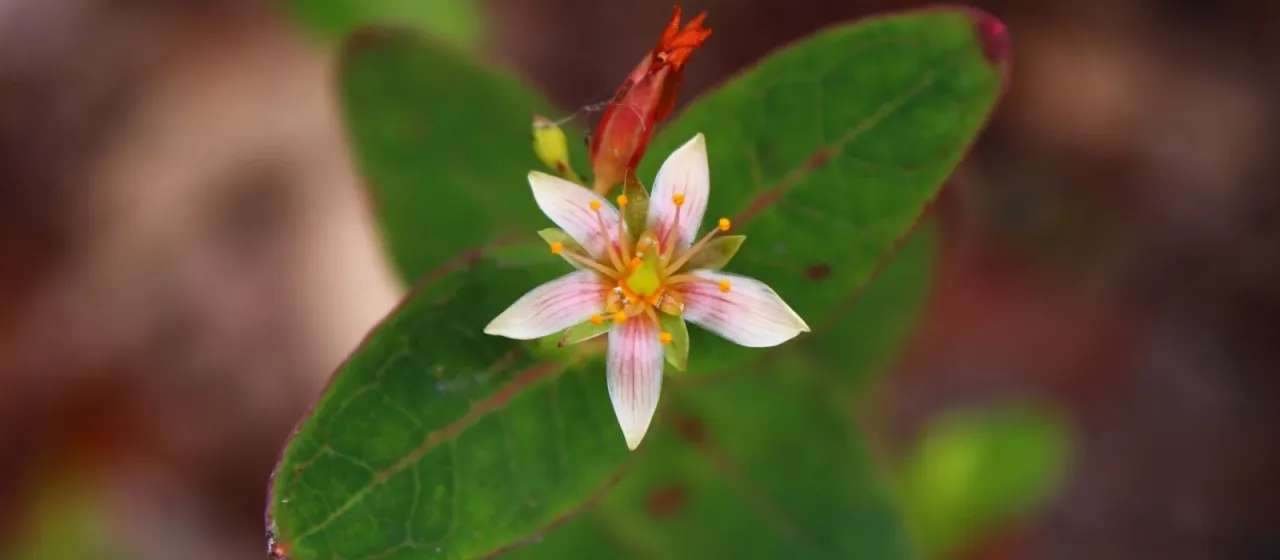 Triadenum