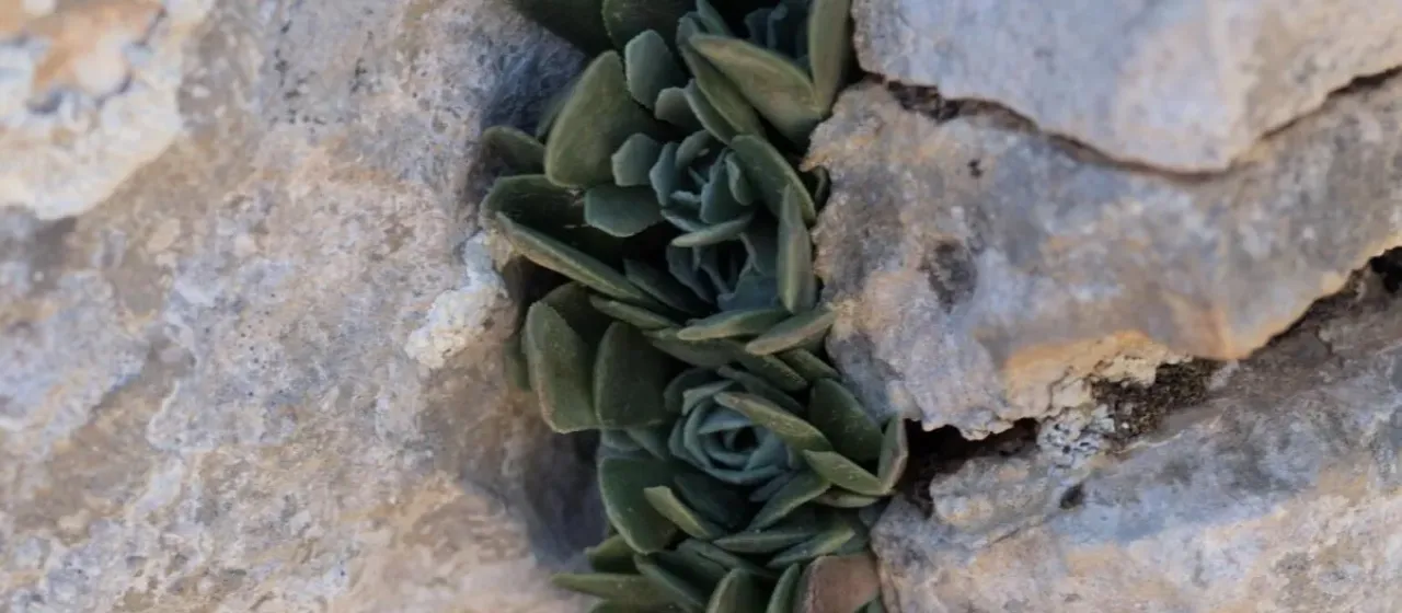Rosularia serrata