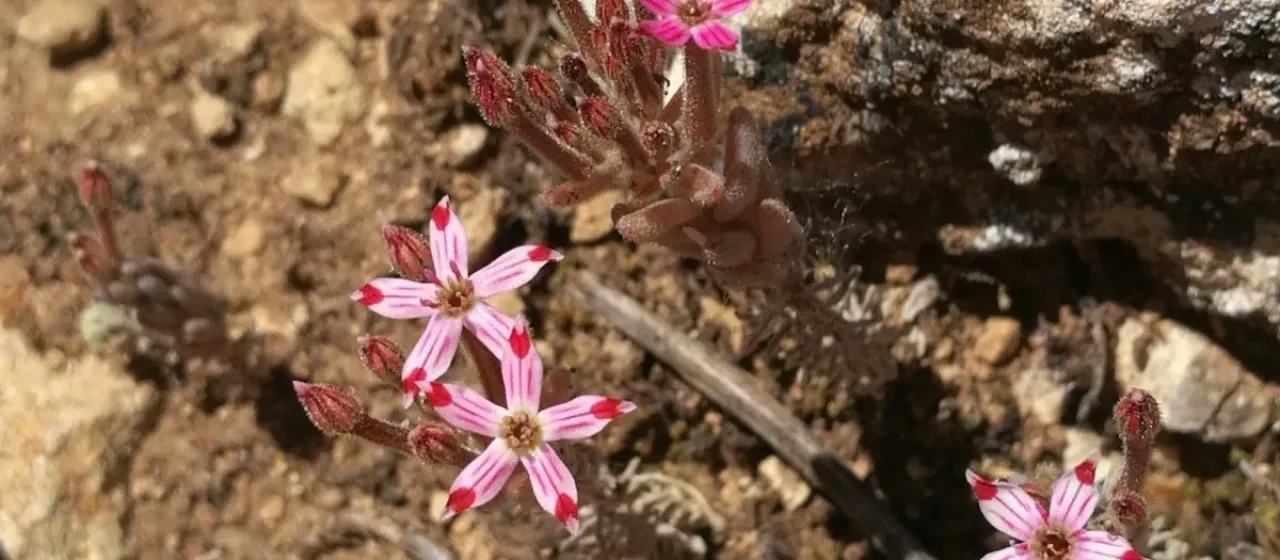 Pistorinia hispanica