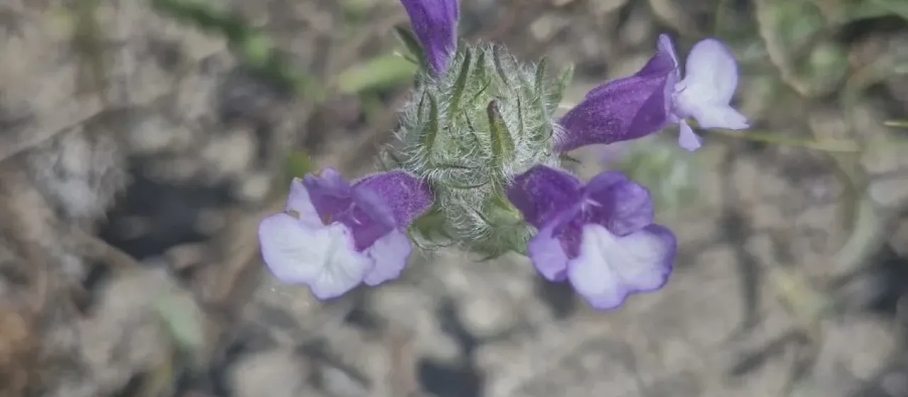 Cleonia lusitanica
