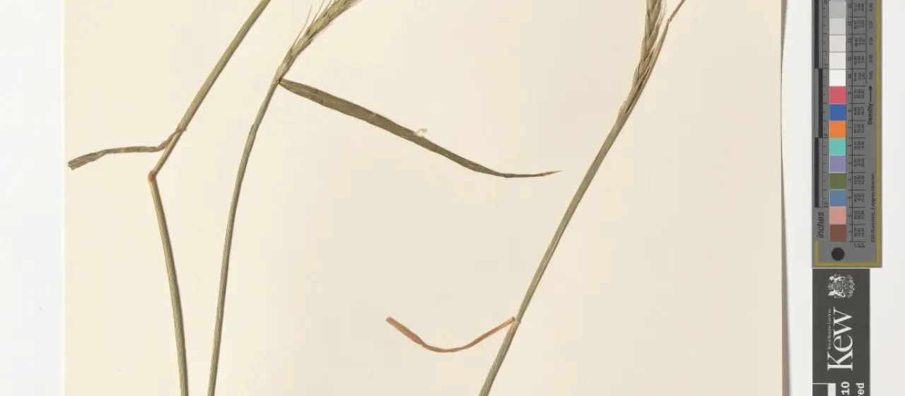 Goatgrass