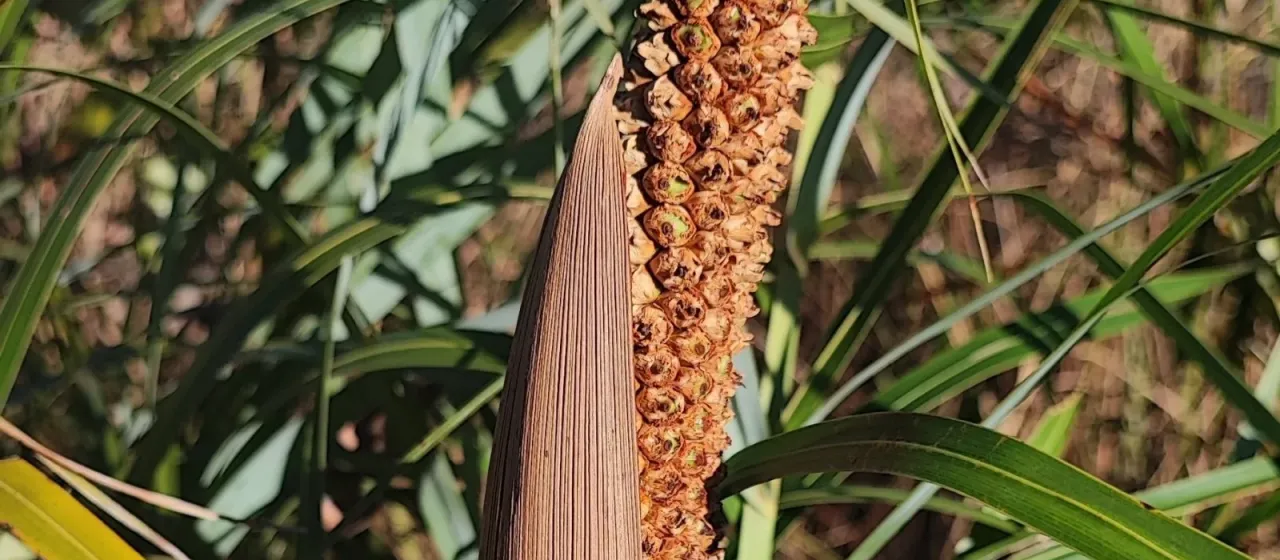 Allagoptera leucocalyx