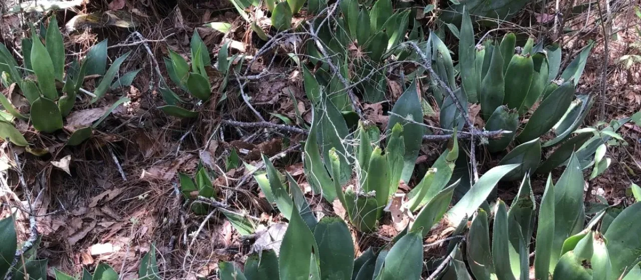 Agave chiapensis