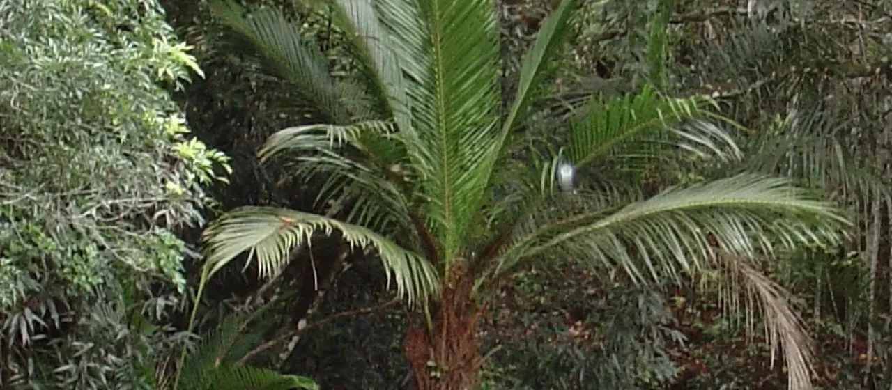 Calyptronoma plumeriana