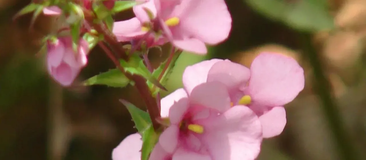 Twinspur