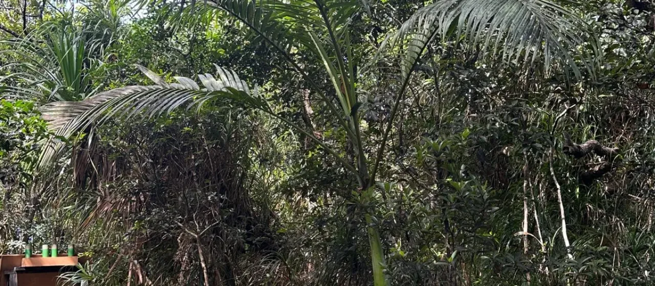 Clinostigma savoryanum