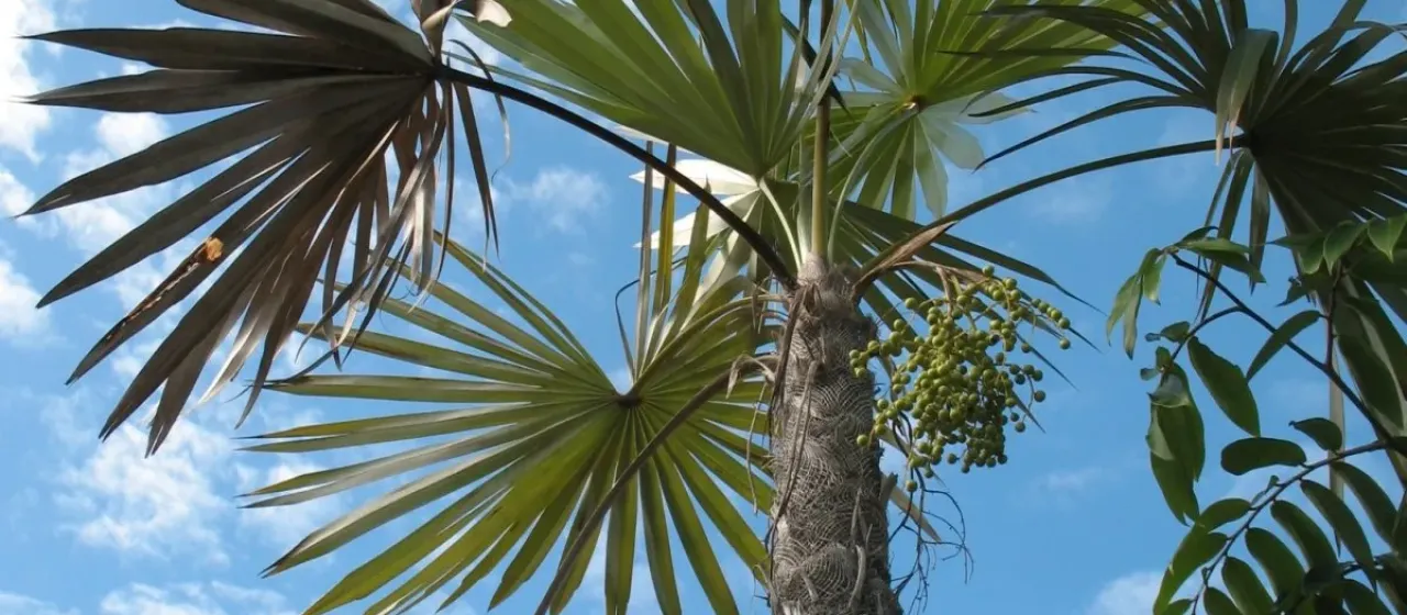 Coccothrinax miraguama