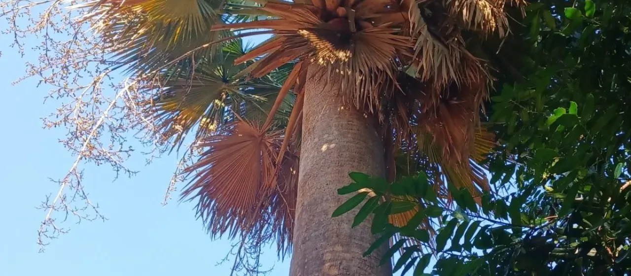 Copernicia baileyana