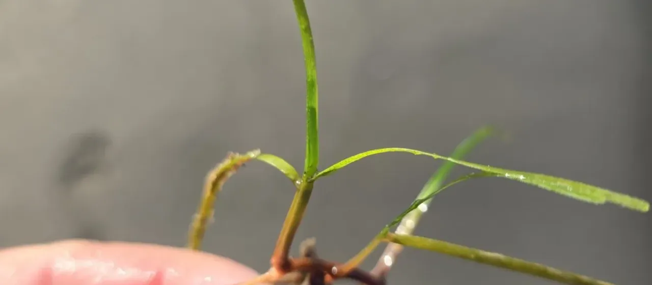 Cymodocea nodosa