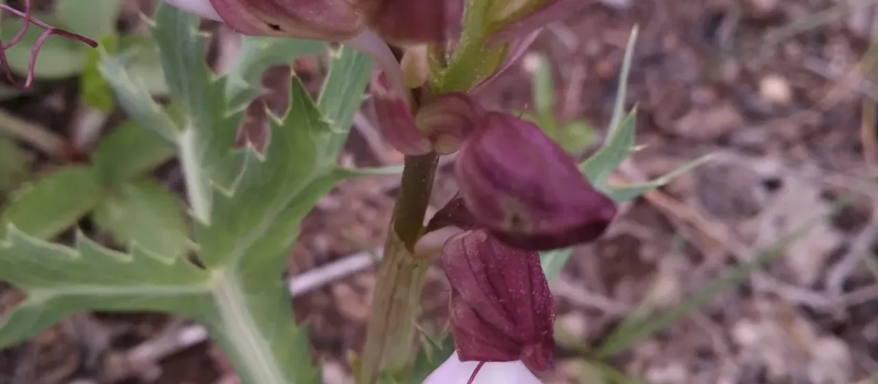 Comper's Himantoglossum