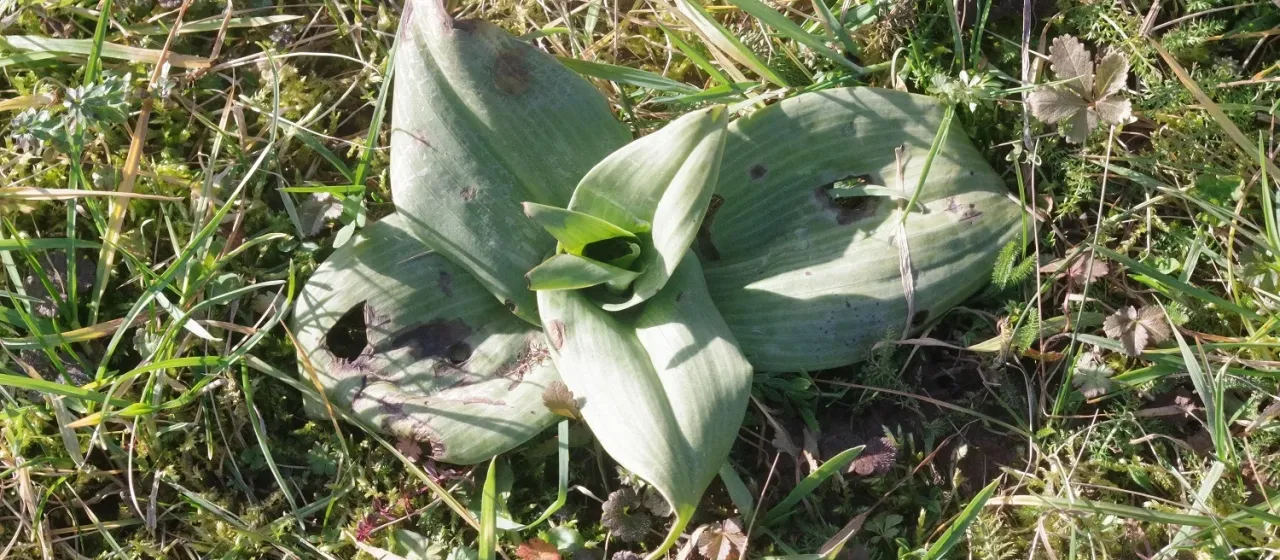Lizard orchid