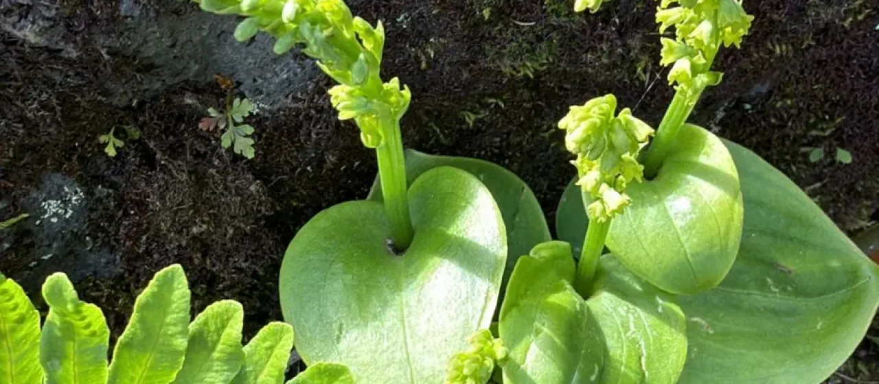 Gennaria diphylla