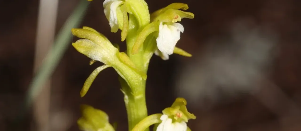 Corallorhiza trifida