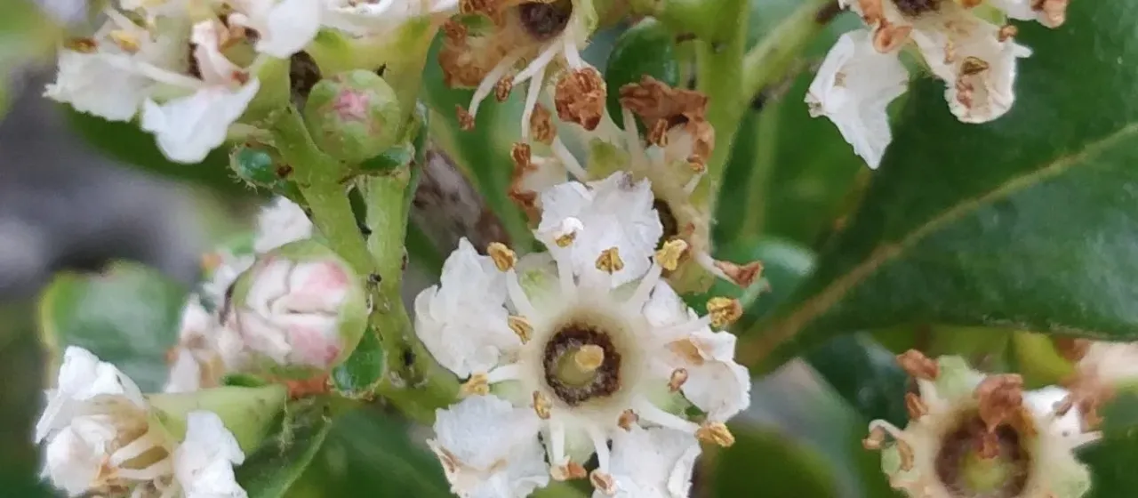 Chamaemeles coriacea