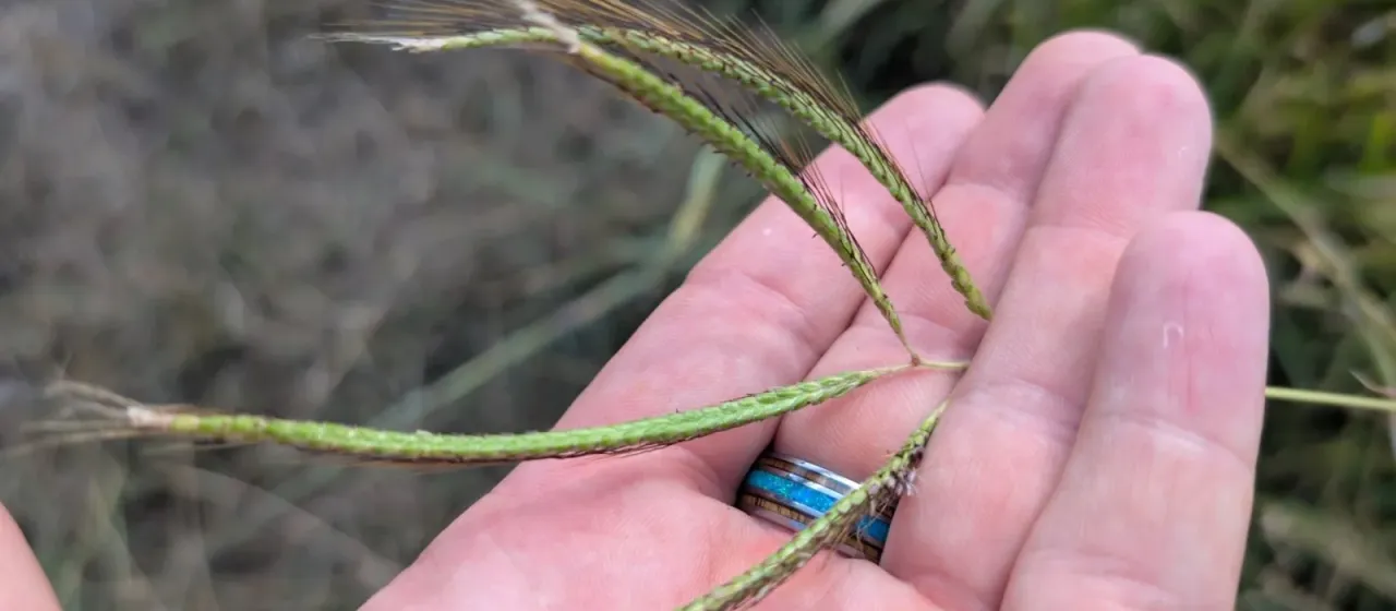 Angleton grass