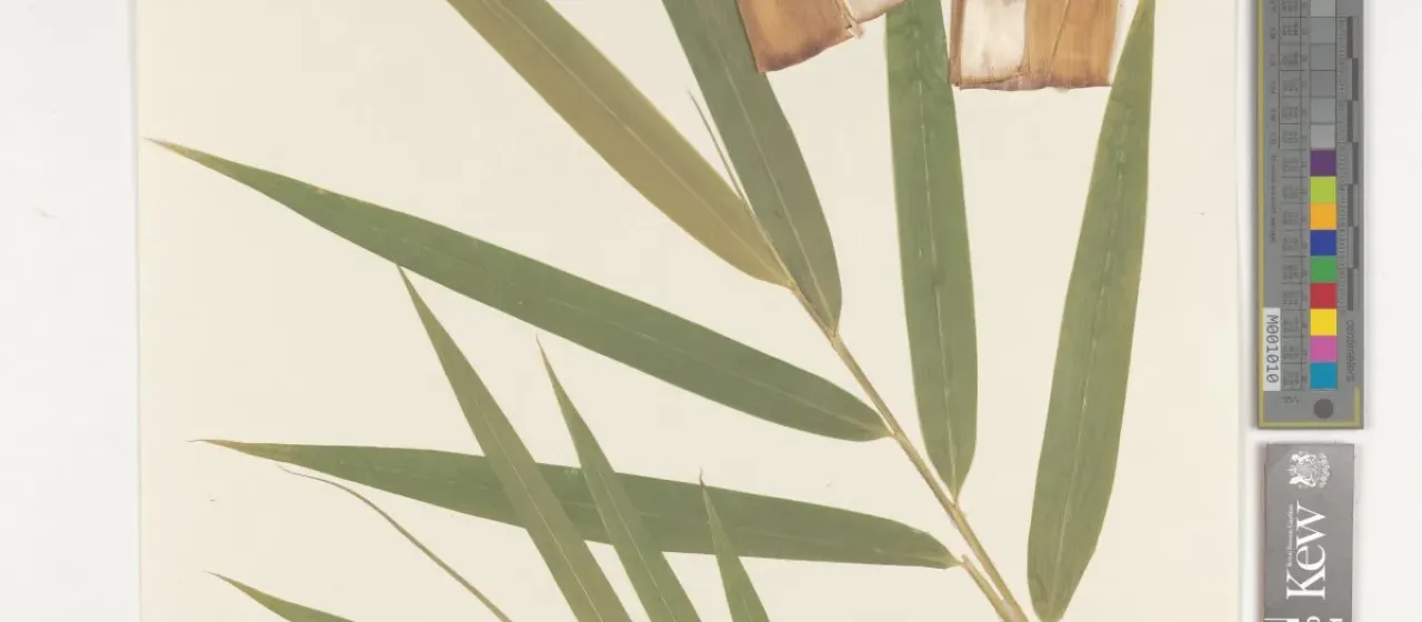 Himalayan bamboo