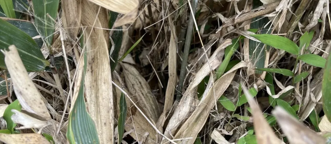 Indocalamus Nakai