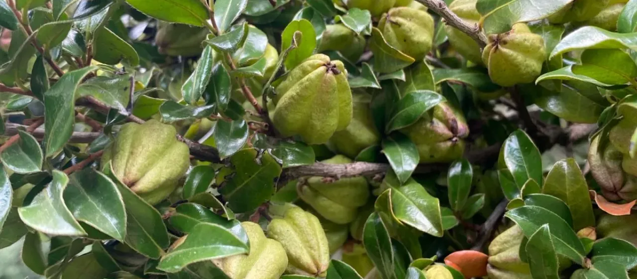 Diospyros whyteana