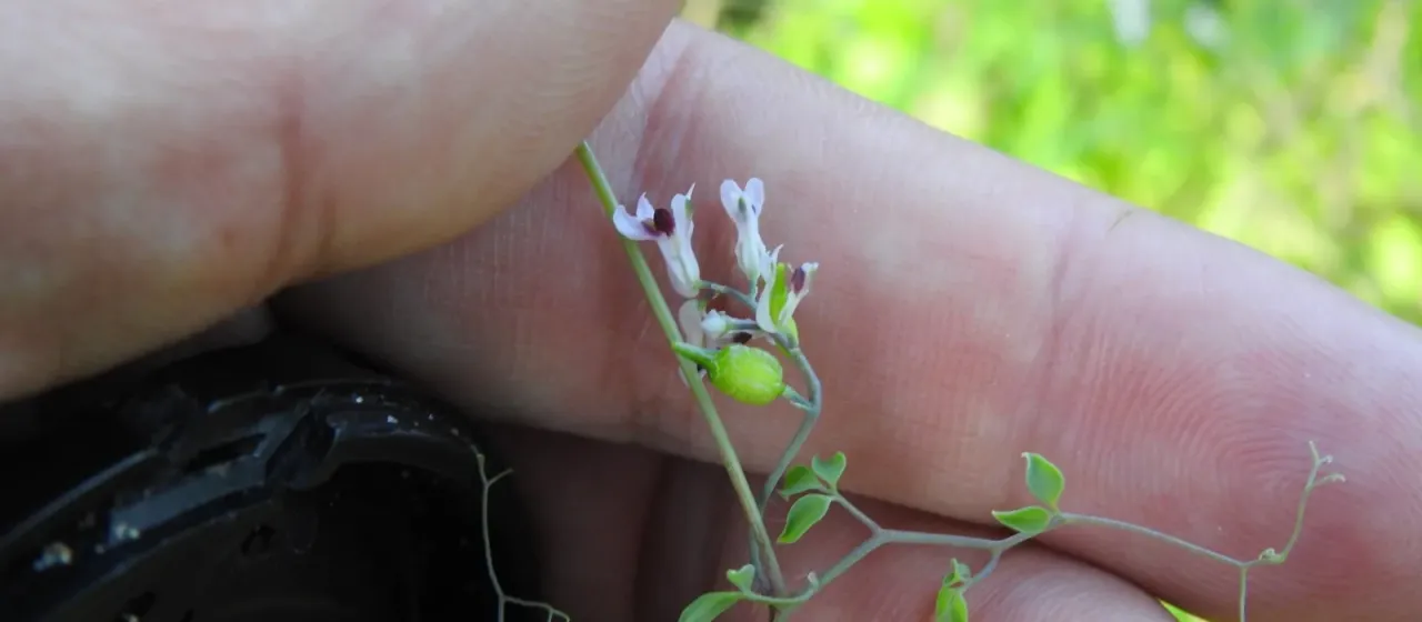 Mediterranean climbing fumitory