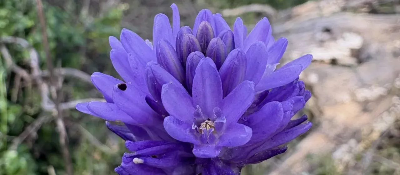 Dichelostemma congestum