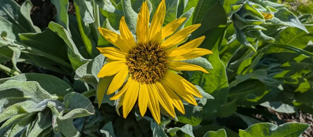 Wyethia helenioides