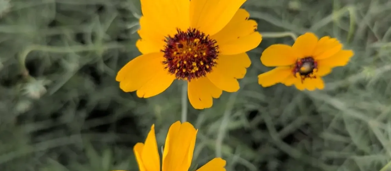 Stiff-threadleaf coreopsis