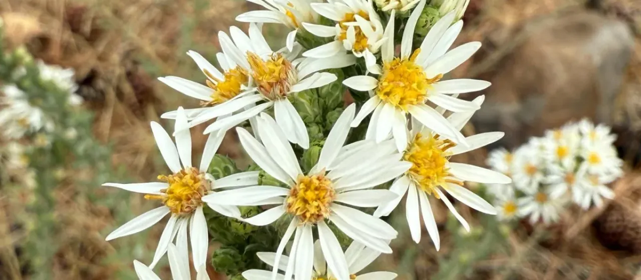 Western white prairie aster