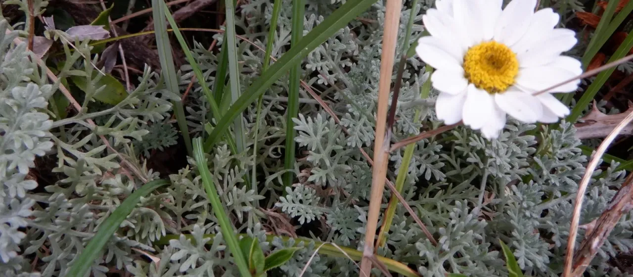 Sicilian chamomile