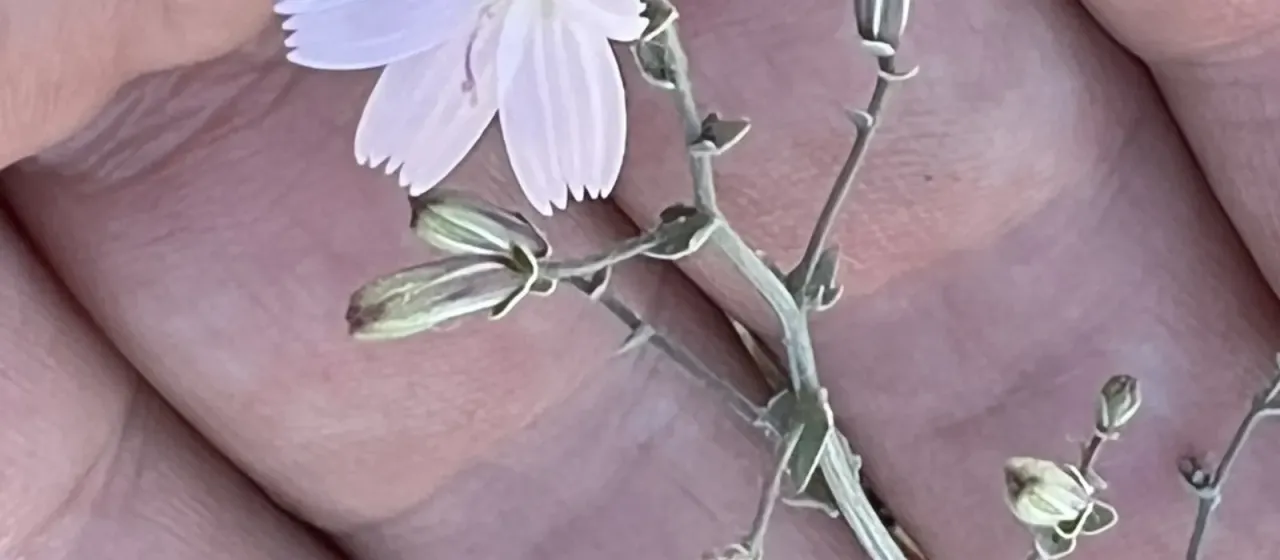 Stephanomeria exigua