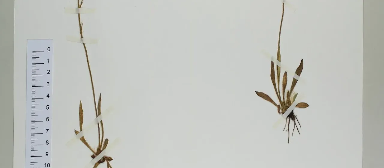 Glacier hawkweed
