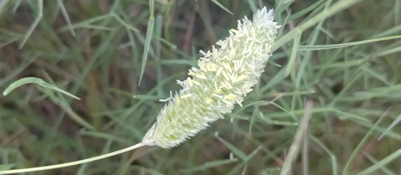 Coast grass