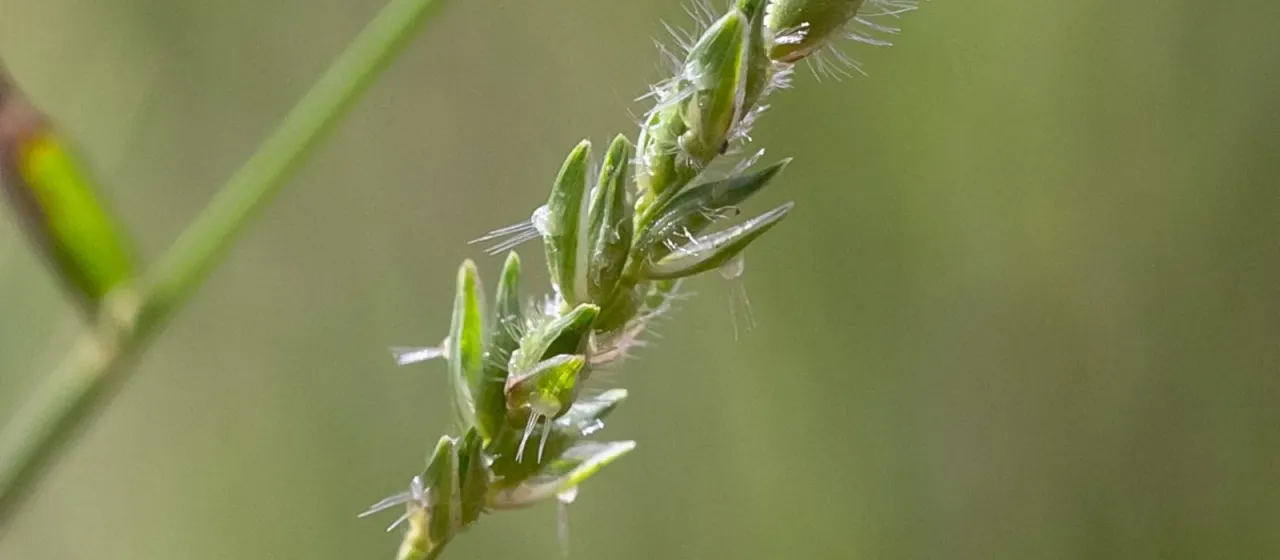 Thyridolepis xerophila