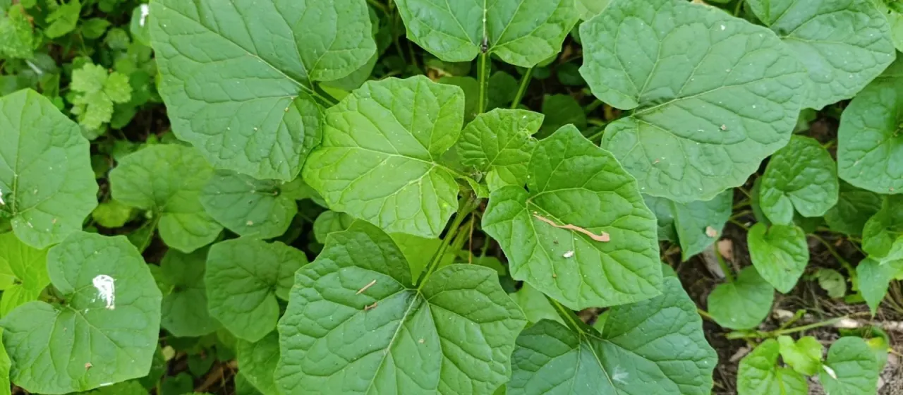 Adenocaulon himalaicum