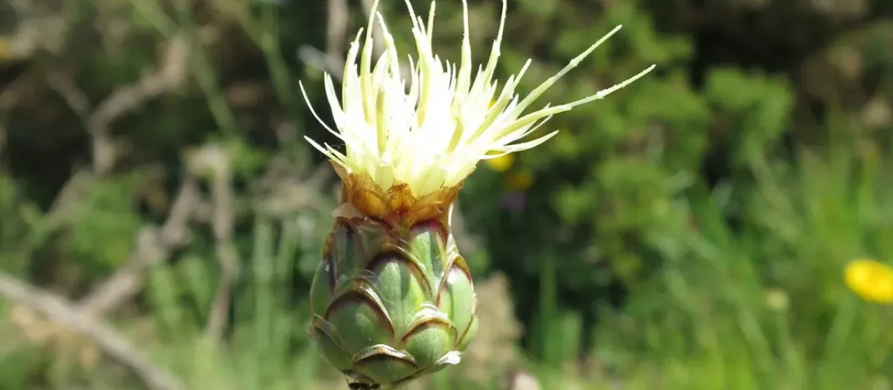 Rhaponticoides africana