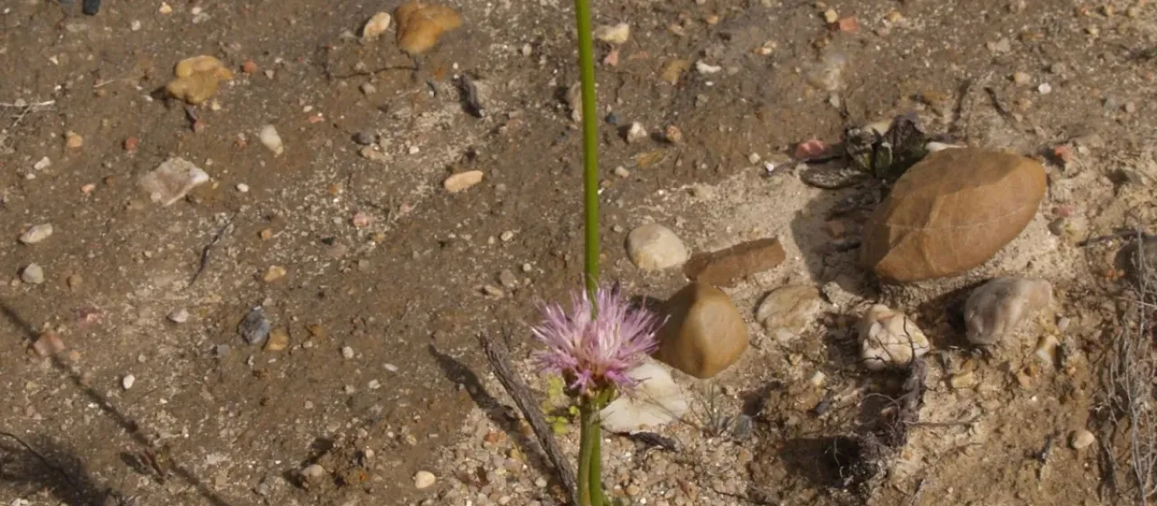 Long-leaved rhaponticum