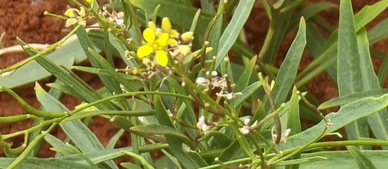 Sinapidendron angustifolium