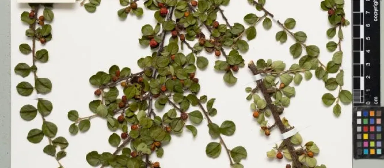 Hjelmqvist cotoneaster
