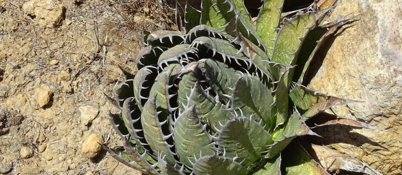 Agave horrida