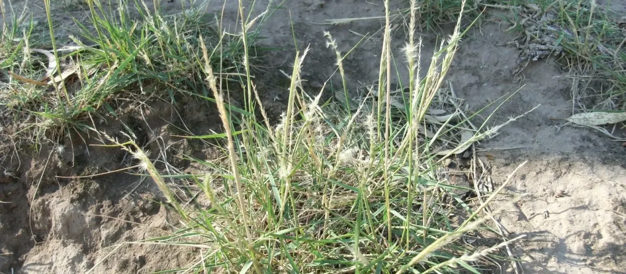 Pappophorum philippianum