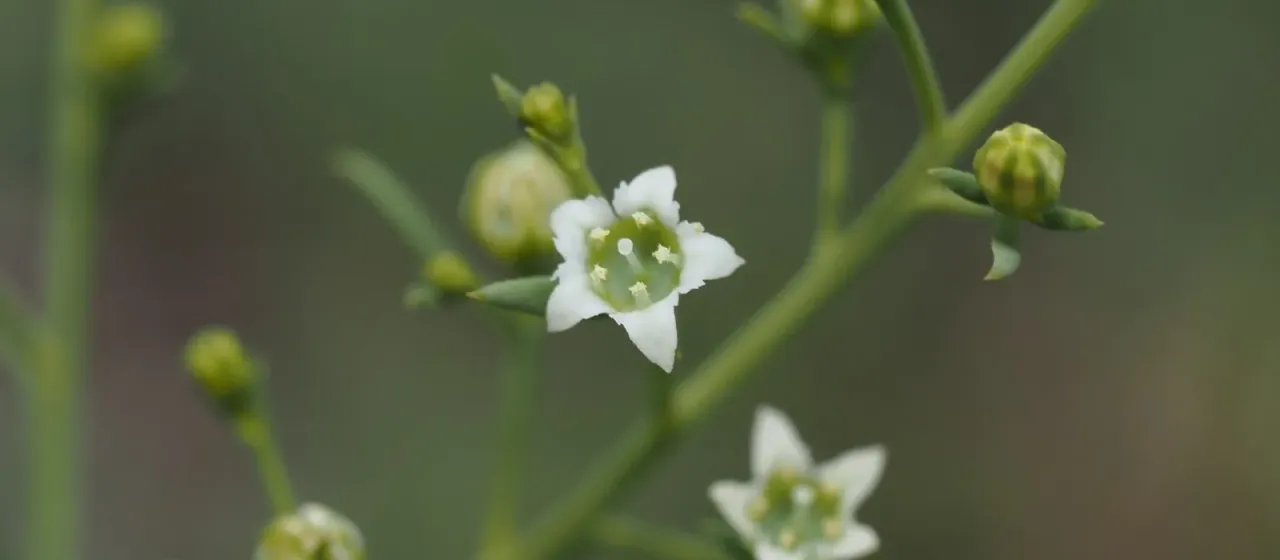 Thesium divaricatum