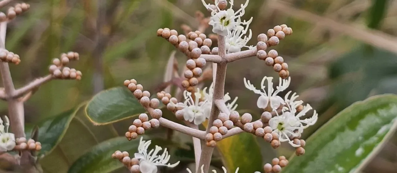 Miconia albicans